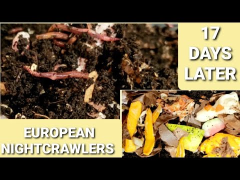 ENC Worm Bin Fed A SWEET Feeding After 17 Days | Euros In Need Of Extra Bedding | Vermicomposting