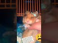 is he alive ? I hope I'm not touching a dead hamster #fyp #hamster #helpme  #pets #hibernation - King Hamster is he alive ? I hope I'm not touching a dead hamster #fyp #hamster #helpme  #pets #hibernation