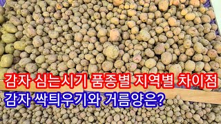 감자심는 시기 싹틔우기 품종과 지역차이,싹틔우기수미감자,홍감자,감자종류,빤간감자,대서 귀농귀촌,전원일기,텃밭…