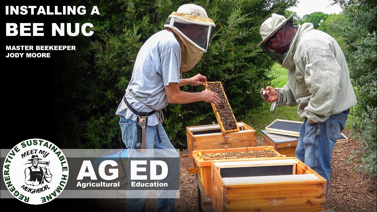 How to install a Bee NUC (nucleus colony)  with Master Beekeeper Jody Moore | MMNP AG ED