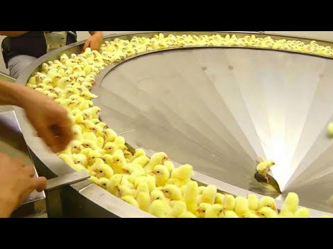 Incredible Broiler Chicken Farming - Poultry Farm. Amazing Modern Chicks Poultry Farming Technology