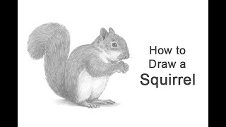 How to Draw a Squirrel