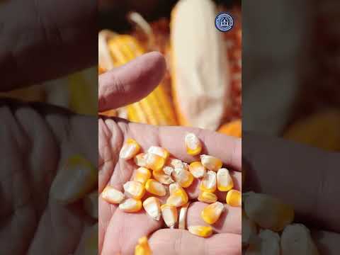 Los Santos: pilar de la seguridad alimentaria de Panamá