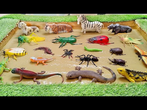 Jungle Animals' Dirty Little Insects and Lizards Adventures in the Muddy Sandbox