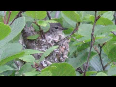 Horárik čierny (Setophaga ruticilla) — správanie, biotop a hlas