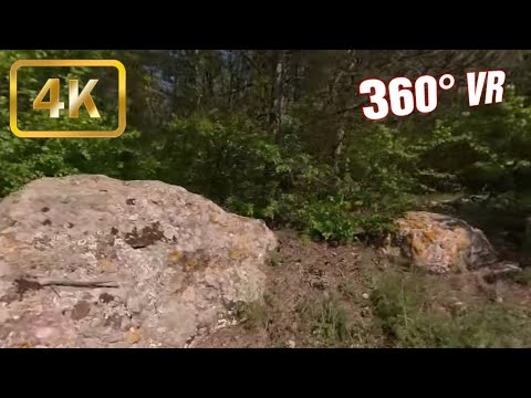 Walking in Forest #7 -  360 VR Video Tour - 4K - Harsova, Romania