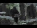 A closer look at - Guy Chases Bigfoot In The Woods ...