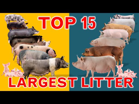 , title : 'Top 15 Largest Litter Pig Breeds (Litter Size)'
