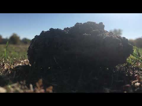 You have disturbed the dirt