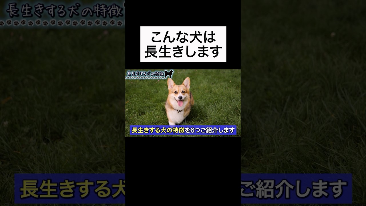 ↑詳細は上の▶︎をタップ👆生きする犬の特徴6選を獣医師が解説