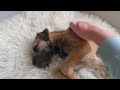 The Bladder Meridian Technique: Relaxation and Tension Relief for Dogs