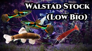 Stocking my 10g Walstad | Low Bioload Fish and Cleaners