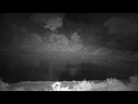 Djuma: Hippo playing with stick and Impalas resting too - 01:36 - 11/23/2022