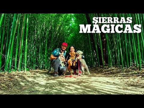 😱 ¿Este bosque es real? Túnel de Bambú oculto en VILLA AMANCAY 🎋 (Paseo con Perros)