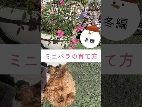 ジプラデニアは冬にいつ持ち込むべきですか?花を寒さから守るためのヒント  庭園