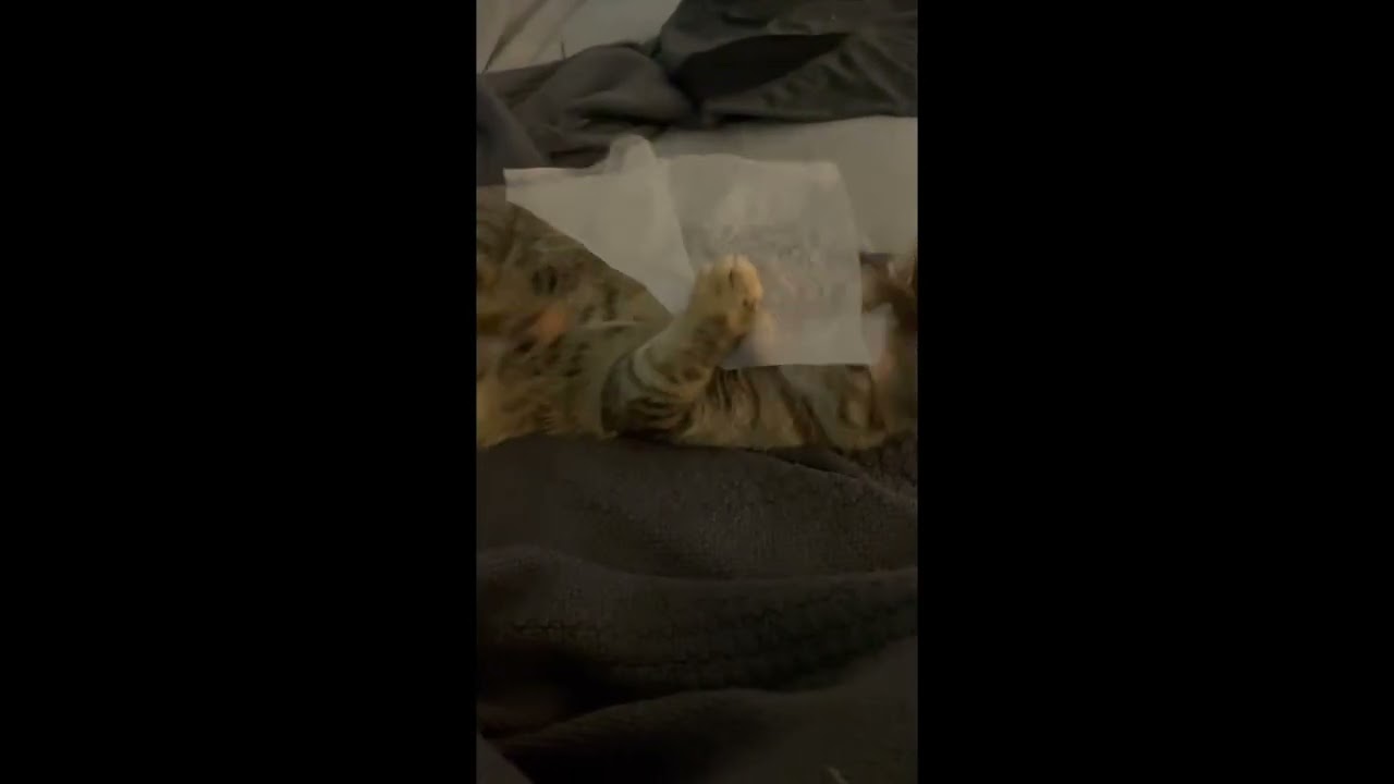 Enlarge Autumn II, a Adoptable mixed breed in Syracuse, NY video 6/6