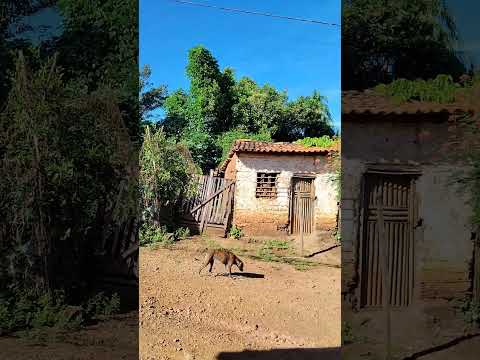 dia bonito Maranhão fortuna