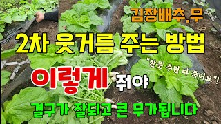 김장배추 무 2차 추비 웃거름 이렇게 줘야 속이 꽉차고 큰무가 됩니다 잘못주면 배추 죽어요 #배추웃거름