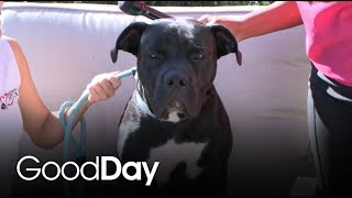 8-month-old Cole is looking for his forever home! | Pet of the Week