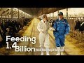 Feeding 1 4 Billion Inside China S Largest Dairy Farm