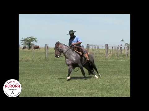 Garanhão - Xiqui Cimarron