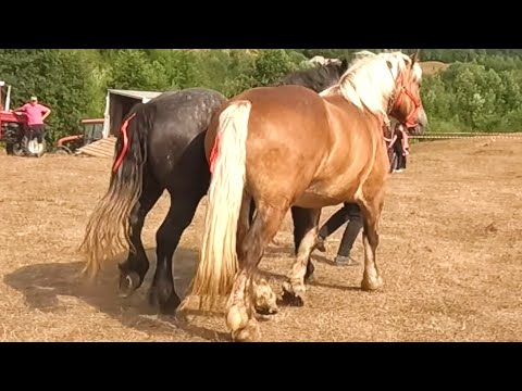 Caii lui Alin de la Ciceu Mihăiești - Bistrița Năsăud 2022