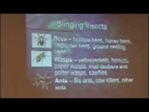 download lagu mp3 mp4 Flying Stinging Insects In North Carolina, download lagu Flying Stinging Insects In North Carolina gratis, unduh video klip Flying Stinging Insects In North Carolina
