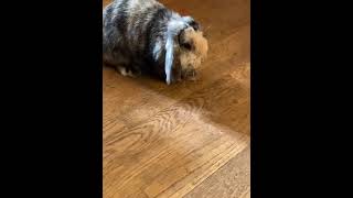 Silver Fox rabbit Rabbits Videos
