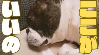 いつもと違う愛犬🤔