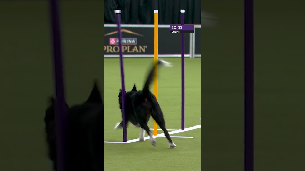 Don’t blink, or you might miss Vanish, the #BorderCollie #Agility