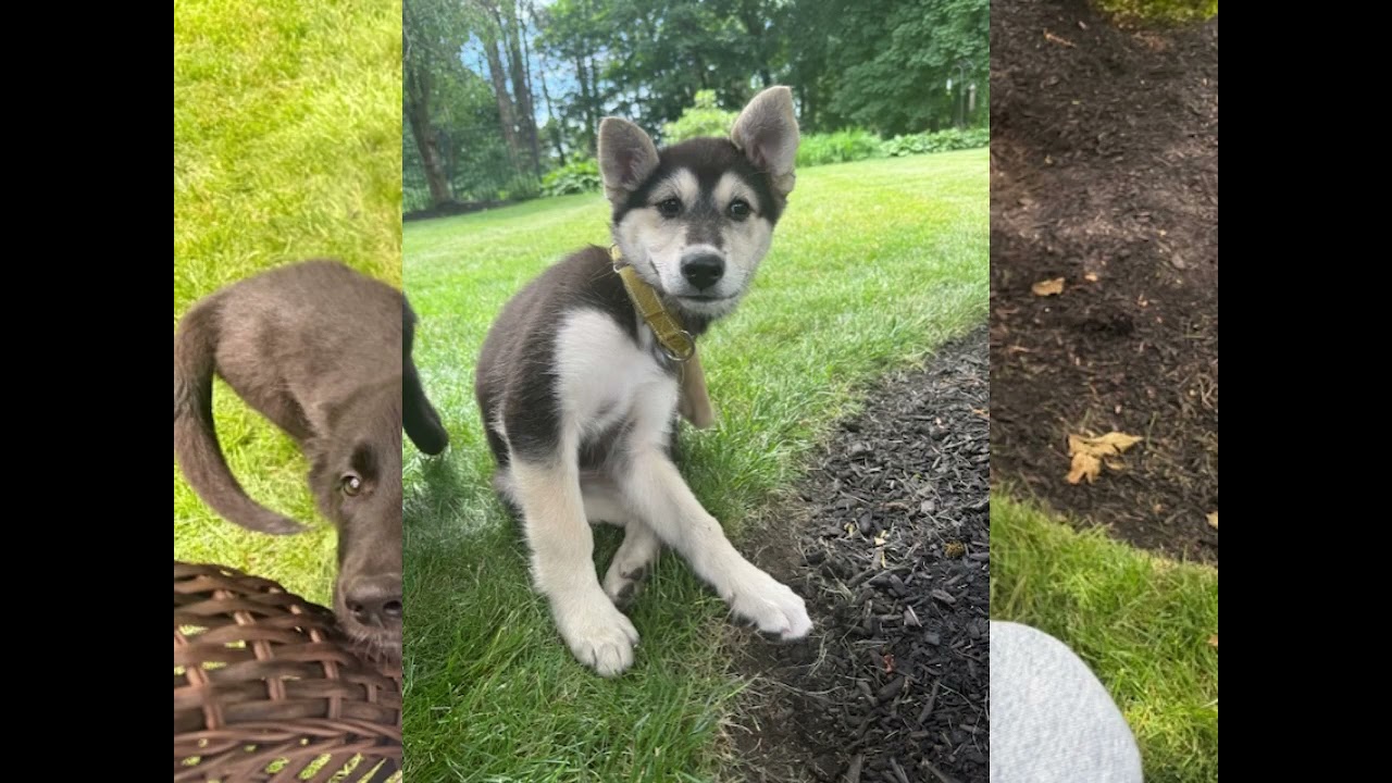 Enlarge Treble Musical - local pup, an adopted mixed breed in Andover, MA video 6/6
