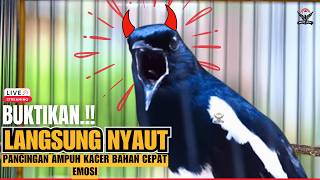 Download lagu KACER GACOR JUARA 🏆 MASTERAN PALING DICARI SUARA KACER GACOR NGEPLONG, ISIAN RAPAT & POWER FULL! mp3