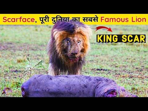 The Rise & Fall of Word's Most Famous Lion King Scarface, the story of the world's most famous lion.