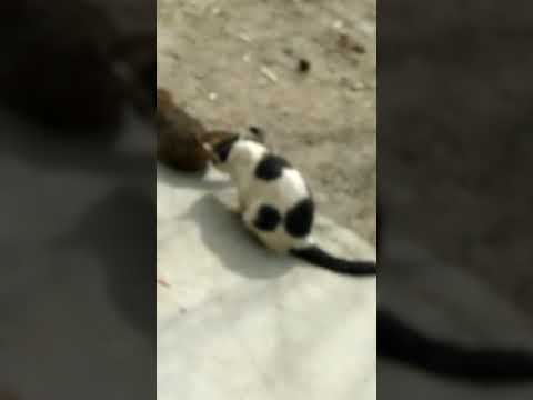 Cat#gilgitbaltistan #hussain #gulmit #hunza #gojal #ibex #