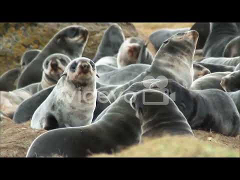 Northern Fur Seal Cubs