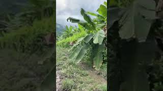 Download lagu Me desoie' por … mp3