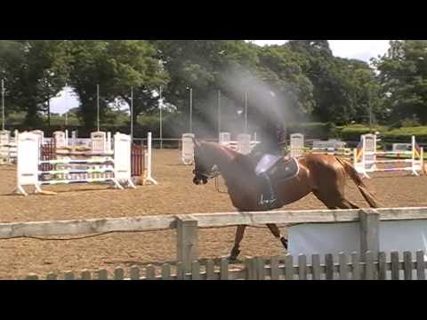 7 year old For Pleasure x Hornet Rose