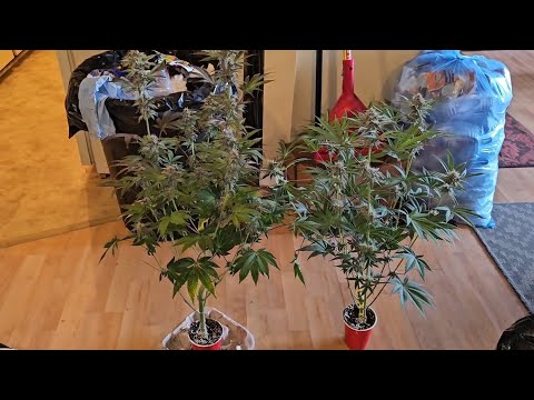 Complete Seed to Harvest & Dry Weight Solo Cup Grow, Spiderfarmer SF-2000 & 2x2 Tent 
