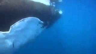 Pearl Jam• &quot;compelation&quot; Whale Song,...