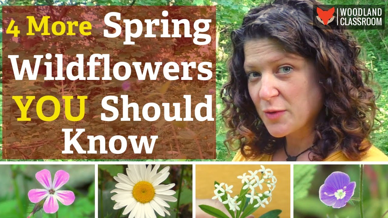 4 More Spring Wildflowers You Should Know