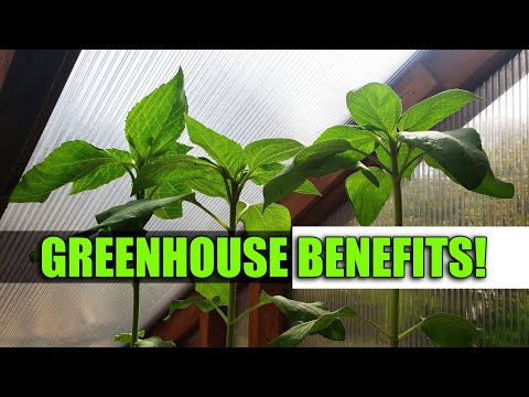 Growing Indoor Ginger Sprouted From Store Bought 2020