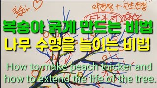 복숭아 굵게 만드는 비법과 나무의 수명을 늘이는 비법공개. How to make peach thicker a…