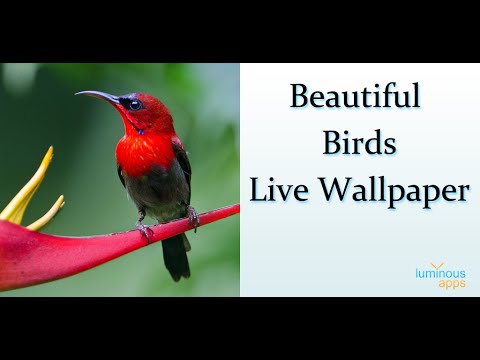 Beautiful Birds Live Wallpaper Video