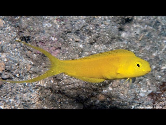 Little Tropical Fish: with a Big Bite poisonous.