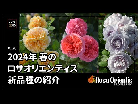 ロサ・ラエビガタについて詳しく解説