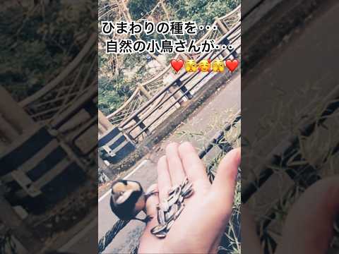 専門家のアドバイス: 一年中庭で鳥に餌を与える 自然と動物