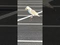 Seagull Had Something To Say Let S Get To 700 Subscribers Tonight