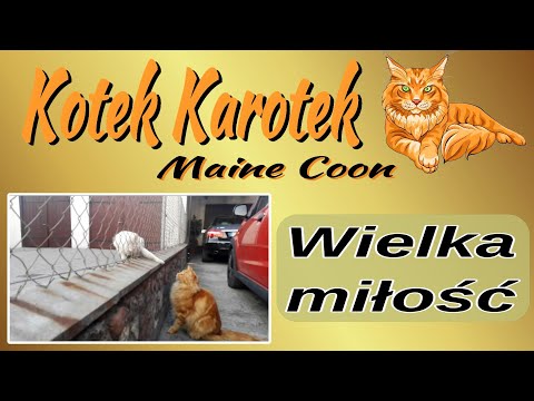 Wielka miłość
