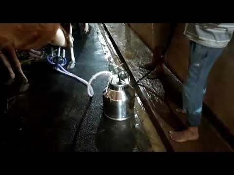 Milking machine RAJ AGRO 9740599731