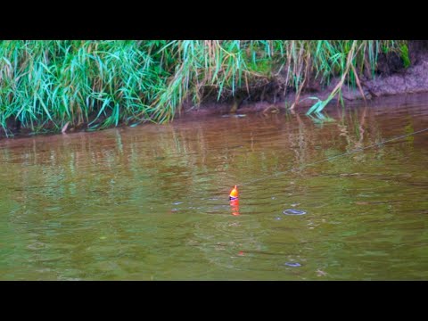 KING SALMON BOBBER DOWNS - First of Salmon Run 2024